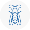St Johns Wasp Nest Removal